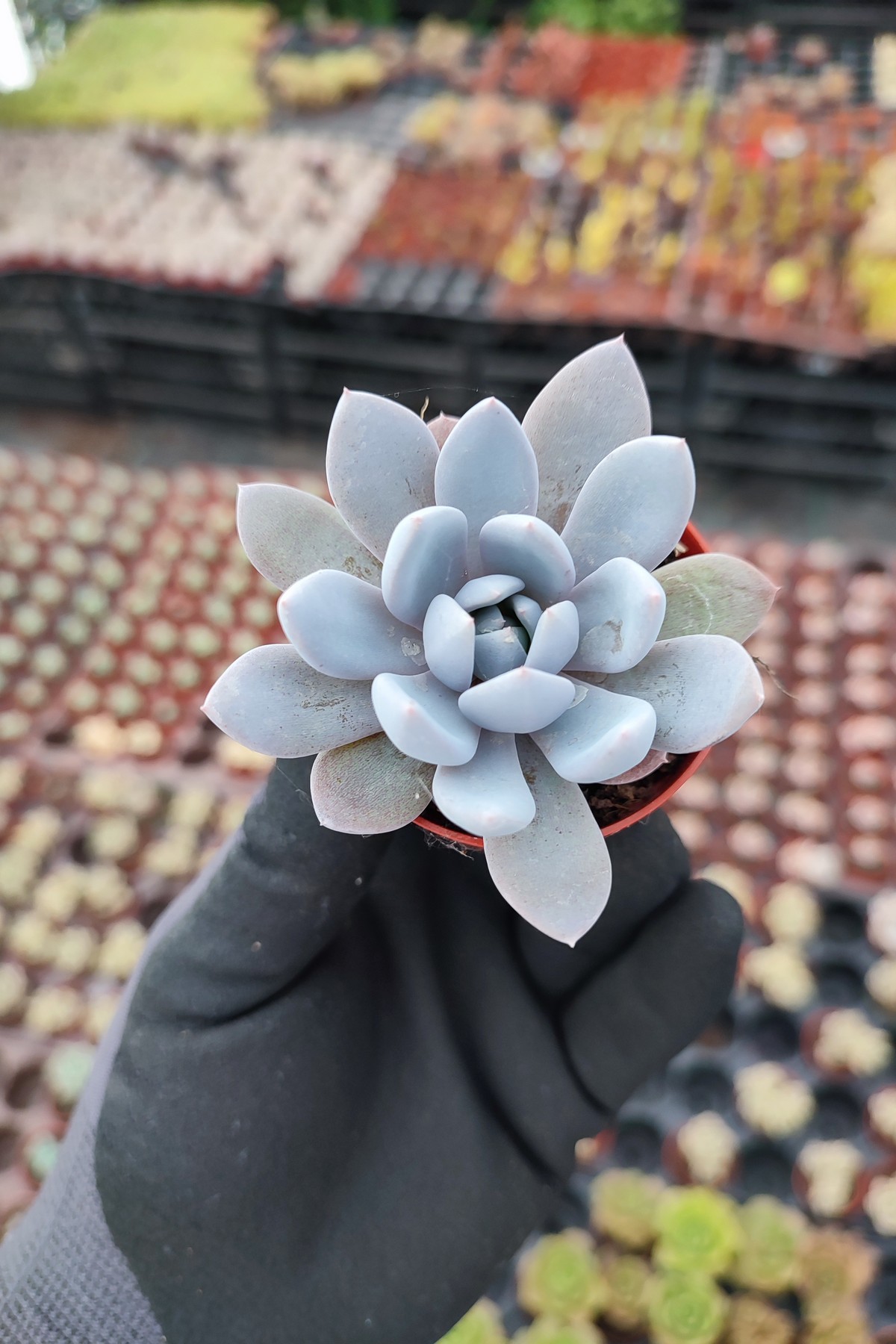 IMG_20260610_170002 Graptoveria Lulu - Görsel 1