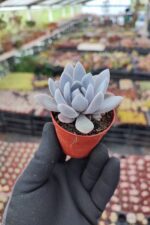 Graptoveria Lulu - Görsel 2