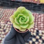 Aeonium Lily Pad