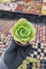 Aeonium Lily Pad