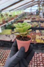 Aeonium Lily Pad - Görsel 2