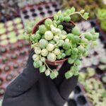Senecio Rowleyanus Variegata