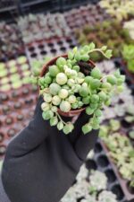 Senecio Rowleyanus Variegata