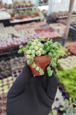 Senecio Rowleyanus Variegata - Görsel 2