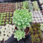 Echeveria Marcus