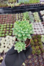 Echeveria Marcus