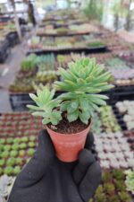 Echeveria Marcus - Görsel 2
