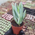 Senecio Mandraliscae