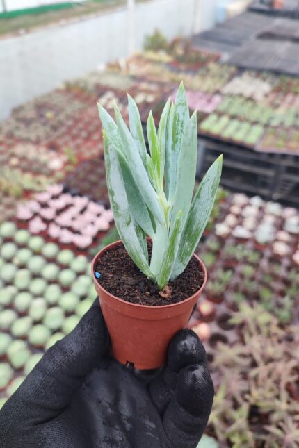 Senecio Mandraliscae