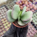 Adromischus Maculatus Ssp.