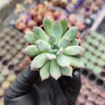 Echeveria violet queen