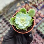 Graptoveria Ssp.