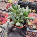 Adromischus fetivus