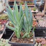 Senecio Mandraliscae