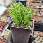 Crassula Lycopodiodies Prenses Çamı