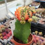 Gymnocalycium Variegata Aşılı Kaktüs