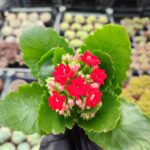 Kalanşo İthal Kırmızı Çiçekli