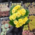 Kalanşo İthal Sarı Çiçekli