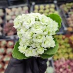 Kalanşo İthal Beyaz Çiçekli