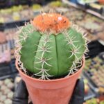 Melocactus matanzanus