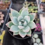 Echeveria colorata