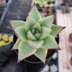 Agavoides Sirius