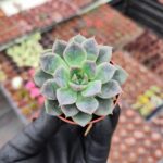 Echeveria Zibal