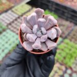 Echeveria Cupid