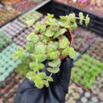 Crassula Pellucida Marginalis