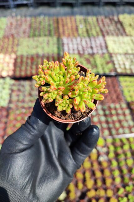 Aeonium sedifolium Dwarf