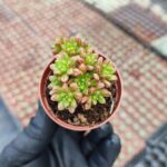 Aeonium sedifolium Dwarf
