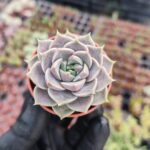 Echeveria joe
