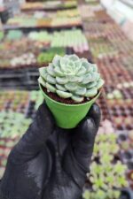 Echeveria Sirrah - Görsel 2