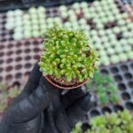 Aeonium sedifolium Dwarf