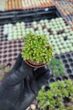 Aeonium sedifolium Dwarf