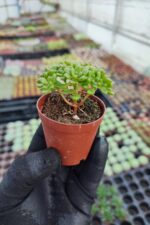 Aeonium sedifolium Dwarf - Görsel 2