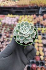 Echeveria Sirrah