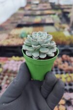 Echeveria Sirrah - Görsel 2