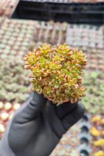 Aeonium sedifolium Dwarf
