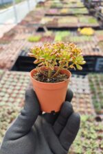 Aeonium sedifolium Dwarf - Görsel 2