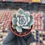 Echeveria Zibal