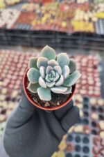 Echeveria Zibal