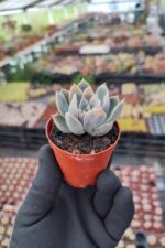 Echeveria Zibal - Görsel 2