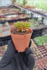 Aeonium sedifolium Dwarf - Görsel 2