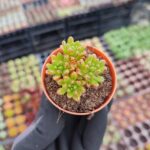 Aeonium sedifolium Dwarf