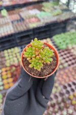 Aeonium sedifolium Dwarf