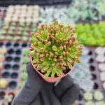 Aeonium sedifolium Dwarf
