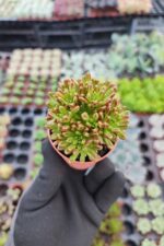 Aeonium sedifolium Dwarf