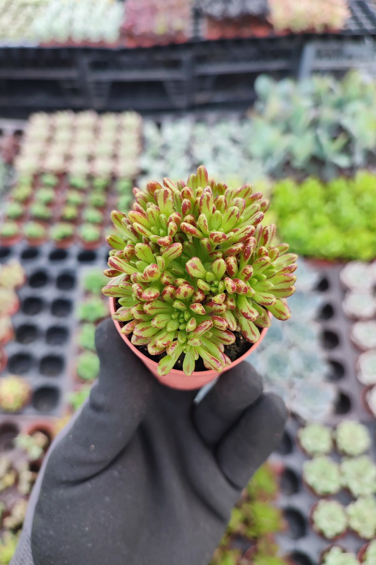 IMG_20260824_154410 Aeonium sedifolium Dwarf - Görsel 1