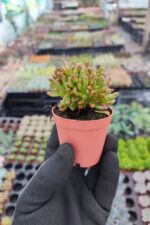 Aeonium sedifolium Dwarf - Görsel 2